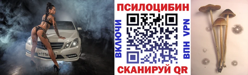 дарк нет Telegram  Ермолино  Псилоцибиновые грибы Psilocybine cubensis 
